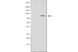 Western blot analysis of brain  lysate usingCTCF antibody. (CTCF 抗体  (C-Term))