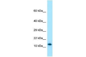 Western Blotting (WB) image for anti-Shadow of Prion Protein (SPRN) (C-Term) antibody (ABIN2789981) (SPRN 抗体  (C-Term))