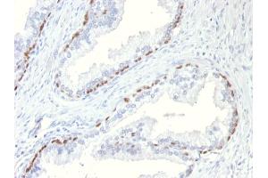 Formalin-fixed, paraffin-embedded Mouse Prostate stained with p63 Mouse Monoclonal Antibody (TP63/11).