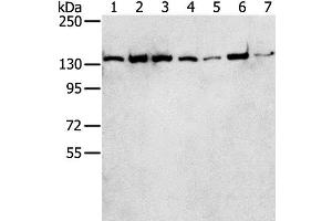 Western Blot analysis of Hepg2, MCF7, Jurkat, hela, A431, K562 and lncap cell using SMARCA5 Polyclonal Antibody at dilution of 1:250 (SMARCA5 抗体)