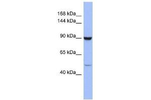 ZFP28 antibody used at 0.