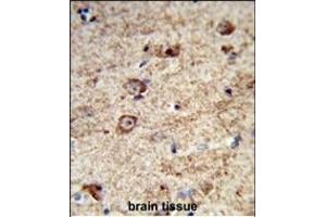 Formalin-fixed and paraffin-embedded human brain tissue reacted with LRRC4 Antibody (C-term), which was peroxidase-conjugated to the secondary antibody, followed by DAB staining. (LRRC4 抗体  (C-Term))