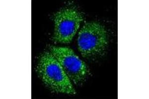 Confocal immunofluorescent analysis of CYBA Antibody (C-term) Cat. (CYBA 抗体  (C-Term))