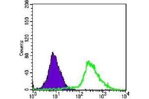 FC analysis of Jurkat cells using p44/42 MAPK antibody (green) and negative control (purple). (ERK1/2 抗体)