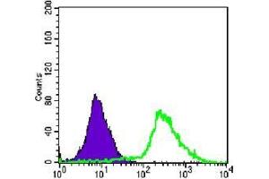 FC analysis of Jurkat cells using p44/42 MAPK antibody (green) and negative control (purple). (ERK1/2 抗体)
