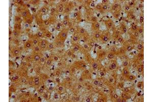 IHC image of ABIN7164105 diluted at 1:600 and staining in paraffin-embedded human liver tissue performed on a Leica BondTM system. (PRDM11 抗体  (AA 63-215))