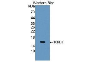 Western Blotting (WB) image for anti-Occludin (OCLN) (AA 17-107) antibody (ABIN1175609)
