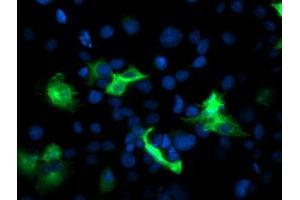 Anti-PFKP mouse monoclonal antibody (ABIN2455342) immunofluorescent staining of COS7 cells transiently transfected by pCMV6-ENTRY PFKP (RC200673). (PFKP 抗体)