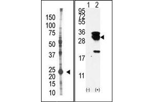 Image no. 1 for anti-Ubiquitin-Conjugating Enzyme E2S (UBE2S) (N-Term) antibody (ABIN357497) (UBE2S 抗体  (N-Term))