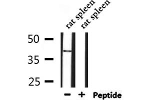Western blot analysis of extracts from rat spleen, using MPRG Antibody. (PAQR5 抗体  (C-Term))