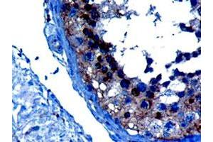 VPS28 polyclonal antibody  (10 ug/mL) staining of paraffin embedded human testis. (VPS28 抗体)