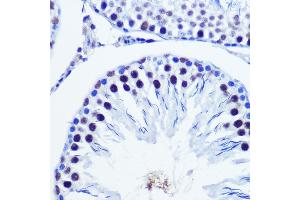 Immunohistochemistry of paraffin-embedded Rat testis using Vgll4 Rabbit pAb (ABIN7271320) at dilution of 1:100 (40x lens). (VGLL4 抗体)