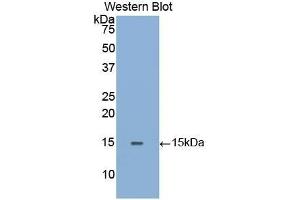 Western Blotting (WB) image for anti-Galactosidase, alpha (GLA) (AA 1-80) antibody (ABIN1859018) (GLA 抗体  (AA 1-80))