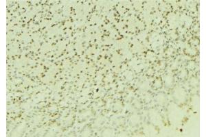 ABIN6276908 at 1/100 staining Human gastric tissue by IHC-P. (RBX1 抗体  (C-Term))