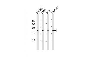 All lanes : Anti-Bax Antibody (BH3) at 1:2000 dilution Lane 1: HT-1080 whole cell lysate Lane 2:  whole cell lysate Lane 3: Raji whole cell lysate Lane 4: SH-SY5Y whole cell lysate Lysates/proteins at 20 μg per lane. (BAX 抗体  (AA 41-76))