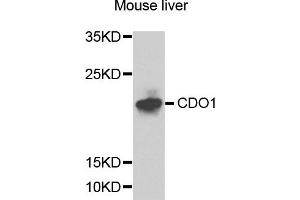 Western blot analysis of extracts of mouse liver cells, using CDO1 antibody. (CDO1 抗体)
