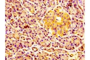 IHC image of ABIN7151695 diluted at 1:100 and staining in paraffin-embedded human pancreatic tissue performed on a Leica BondTM system. (ERGIC2 抗体  (AA 55-310))