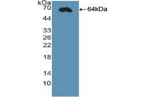 Western Blotting (WB) image for anti-Caudal Type Homeobox 2 (CDX2) (AA 1-313) antibody (ABIN7440836)