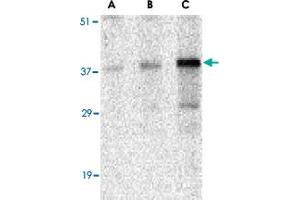 Western blot analysis of CCNO in mouse bladder tissue lysate with CCNO polyclonal antibody  at (A) 0. (Cyclin O 抗体  (N-Term))