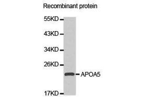 Western Blotting (WB) image for anti-Apolipoprotein A-V (APOA5) antibody (ABIN1871031) (APOA5 抗体)
