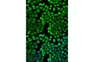Immunofluorescence (IF) image for anti-Histamine N-Methyltransferase (HNMT) antibody (ABIN1873063) (HNMT 抗体)