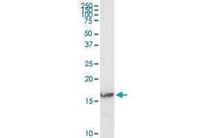 Western Blotting (WB) image for anti-Interferon-Induced Transmembrane Protein 3 (IFITM3) (AA 1-133) antibody (ABIN523802)