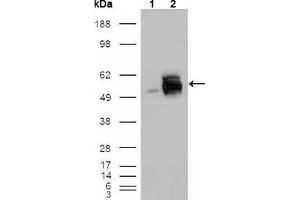 Western blot analysis using FRK mouse mAb against HEK293T cells transfected with the pCMV6-ENTRY control (1) and pCMV6-ENTRY FRK cDNA (2). (FRK 抗体  (AA 2-300))