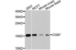 Western blot analysis of extracts of various cell lines, using CGB7 antibody (ABIN5974696) at 1/1000 dilution. (CGB7 抗体)
