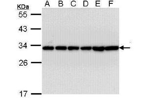 WB Image Sample (30 ug of whole cell lysate) A: A431 , B: H1299 C: Hela D: Hep G2 , E: Molt-4 , F: Raji 12% SDS PAGE antibody diluted at 1:10000 (YWHAB 抗体  (Center))