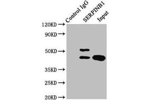 Immunoprecipitating SERPINB1 in HepG2 whole cell lysate Lane 1: Rabbit control IgG instead of ABIN7158247 in HepG2 whole cell lysate. (SERPINB1 抗体  (AA 1-379))