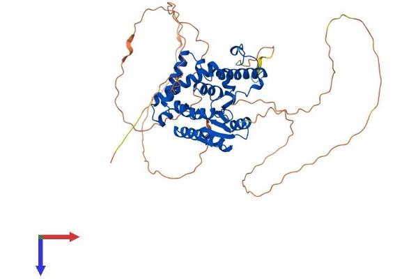 EYA3 Protein (AA 1-510) (His tag)