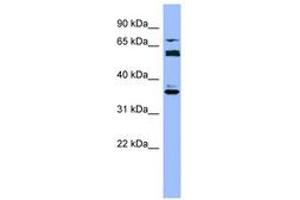 Image no. 1 for anti-Cytochrome P450, Family 2, Subfamily B, Polypeptide 6 (CYP2B6) (AA 215-264) antibody (ABIN6749723) (CYP2B6 抗体  (AA 215-264))
