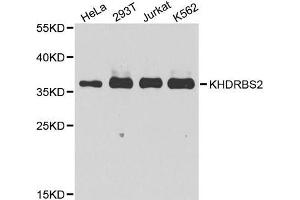 Western blot analysis of extracts of various cell lines, using KHDRBS2 antibody (ABIN5975782) at 1/1000 dilution. (KHDRBS2 抗体)