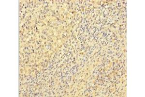 Immunohistochemistry of paraffin-embedded human tonsil tissue using ABIN7175654 at dilution of 1:100 (VWF 抗体  (AA 1-273))