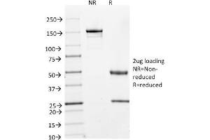 SDS-PAGE Analysis Purified Cyclin A2 Mouse Monoclonal Antibody (E67). (Cyclin A 抗体)