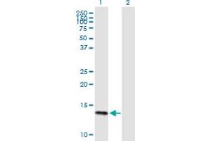 Western Blot analysis of DEFA6 expression in transfected 293T cell line by DEFA6 MaxPab polyclonal antibody. (DEFA6 抗体  (AA 1-100))