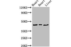 Western Blot Positive WB detected in: Rat heart tissue, Mouse heart tissue, Mouse liver tissue All lanes: ECI2 antibody at 2. (PECI/ECI2 抗体  (AA 119-219))