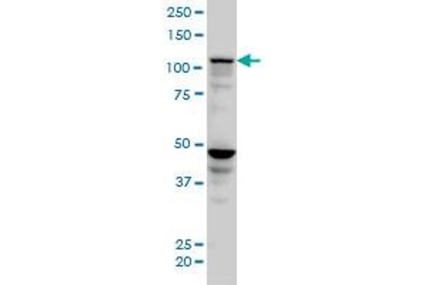 SEC24D antibody  (AA 935-1032)