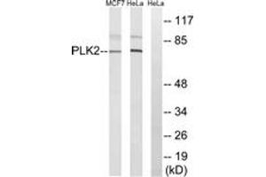 Western blot analysis of extracts from HeLa/MCF-7 cells, using PLK2 Antibody. (PLK2 抗体  (AA 291-340))