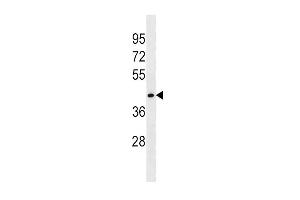 FLOT1 Antibody (N-term) (ABIN1538945 and ABIN2850304) western blot analysis in HepG2 cell line lysates (35 μg/lane). (Flotillin 1 抗体  (N-Term))