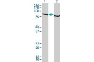 Western Blot analysis of SP1 expression in transfected 293T cell line by SP1 monoclonal antibody (M05), clone 4B11. (SP1 抗体  (AA 522-618))