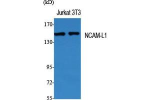 Western Blot (WB) analysis of specific cells using NCAM-L1 Polyclonal Antibody. (L1CAM 抗体  (Ser727))