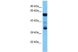 Western Blotting (WB) image for anti-E74-Like Factor 2 (Ets Domain Transcription Factor) (ELF2) (N-Term) antibody (ABIN2777387)