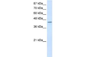WB Suggested Anti-PCBP4 Antibody Titration:  0. (PCBP4 抗体  (C-Term))