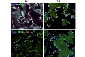 Immunohistochemistry (Paraffin-embedded Sections) (IHC (p)) image for anti-Interleukin 10 (IL10) (AA 101-178) antibody (ABIN672051)