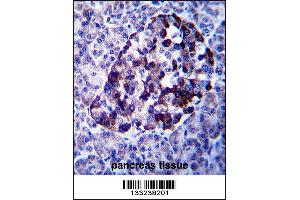 MID2 Antibody immunohistochemistry analysis in formalin fixed and paraffin embedded human pancreas tissue followed by peroxidase conjugation of the secondary antibody and DAB staining. (Midline 2 抗体  (C-Term))