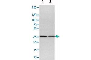 Western blot analysis of cell lysates with CNPY3 polyclonal antibody  at 1:250-1:500 dilution. (TNRC5 抗体)