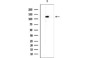 anti-Cell Cycle Associated Protein 1 (Caprin-1) (Internal Region) antibody