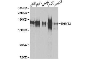 Western blot analysis of extracts of various cell lines, using EHMT2 antibody. (EHMT2 抗体  (AA 877-1176))