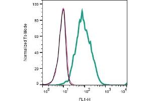 Cell surface detection of CD81 by indirect flow cytometry in live intact human Raji lymphoblast B-cell line: + goat-anti-rabbit-FITC. (CD81 抗体  (Extracellular))